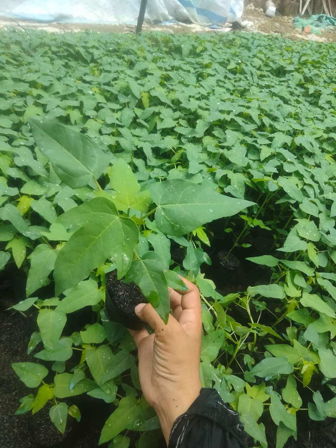 Cây giống đu đủ lùn ruột đỏ 5 cây