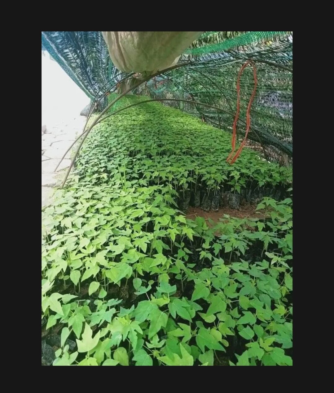 Cây đu đủ Đực Siêu Hoa- 20 cây