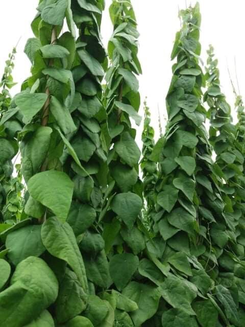 Gói 50 hạt giống sương sâm lông