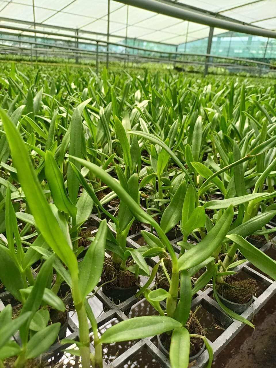 Denro nắng bà liễu giống