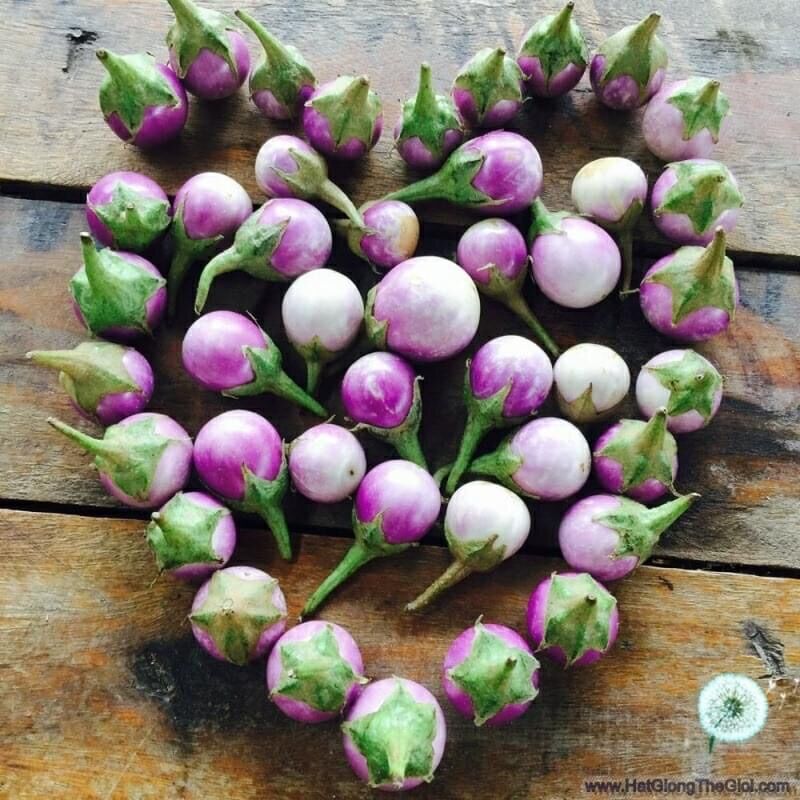 Hạt giống cà pháo tím giống thái lan ăn cực giòn
