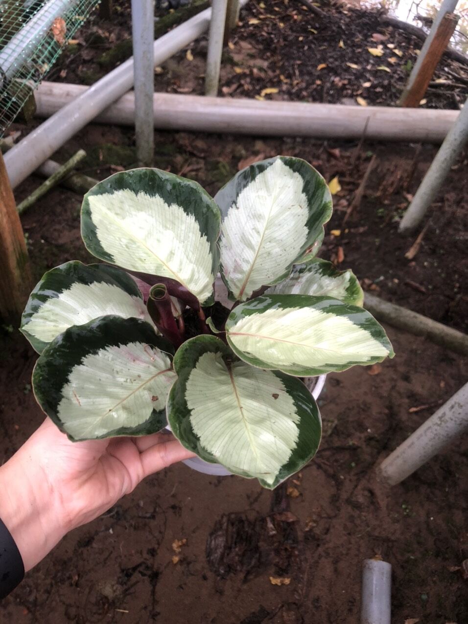 Cây đuôi công bạc xanh - calathea silver