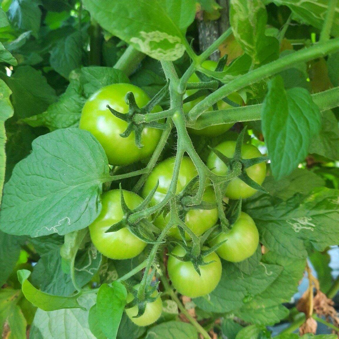 Hạt giống cà chua lai F1