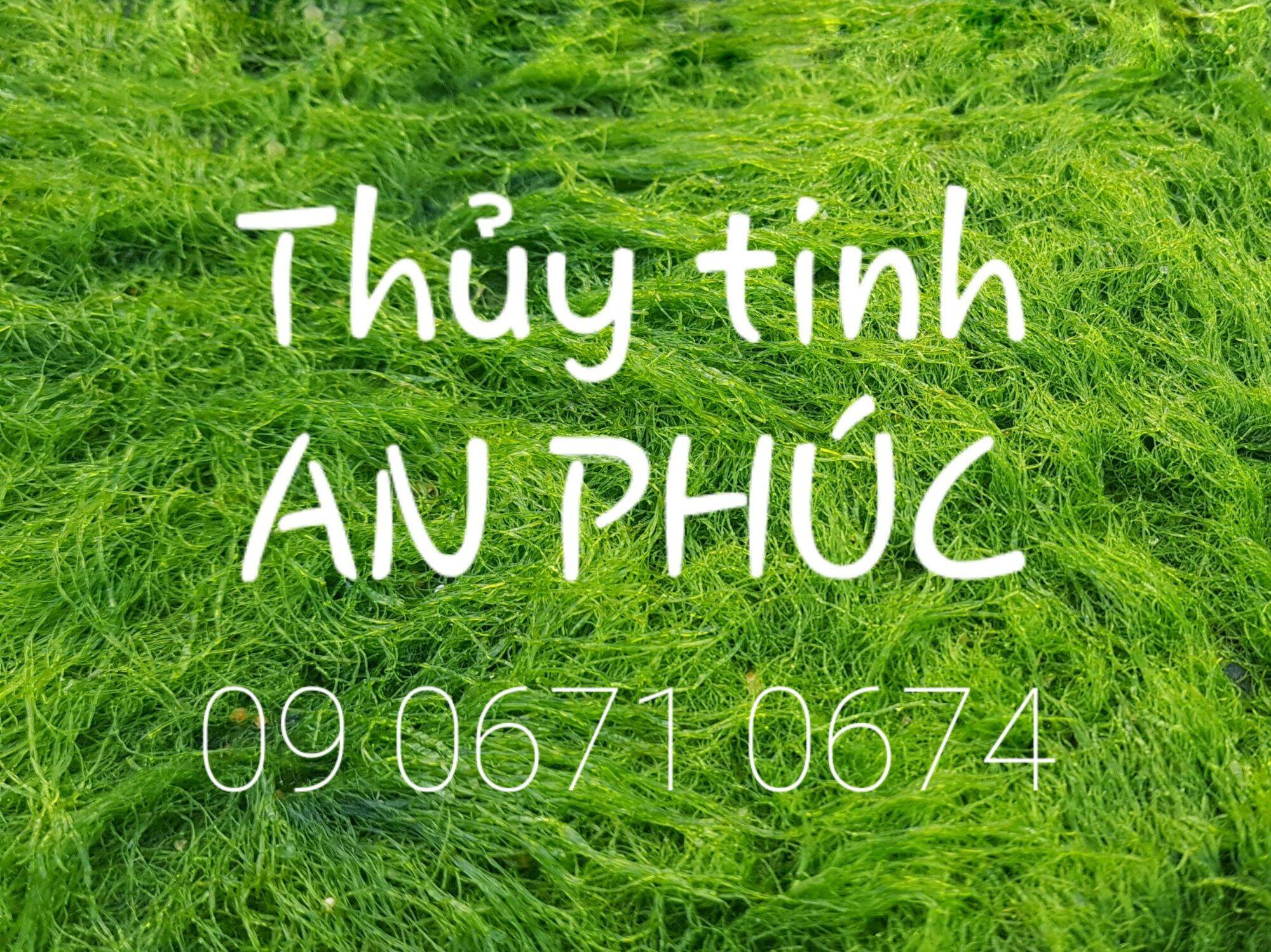 [HCM]Bình thủy tinh cao cấp có vòi ( bình cúp ) 2L 3L 5L