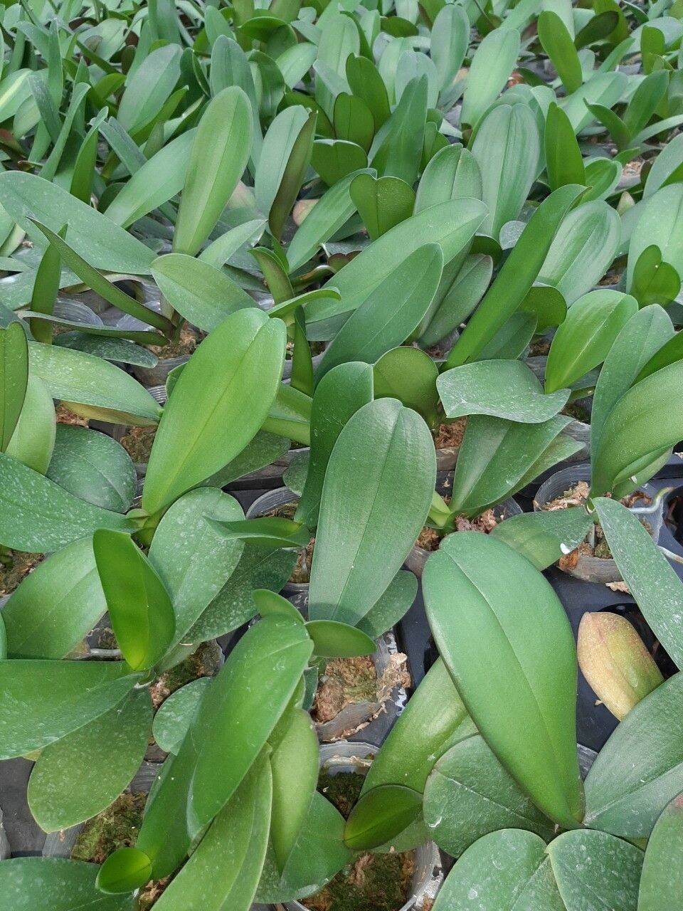 Lan hồ điệp giống