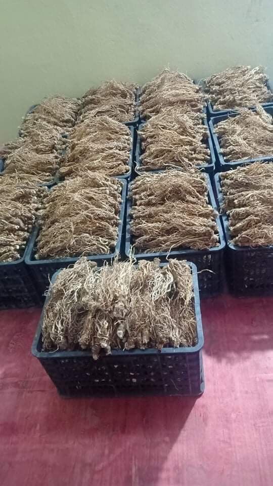 Sâm đương quy khô 250k/kg