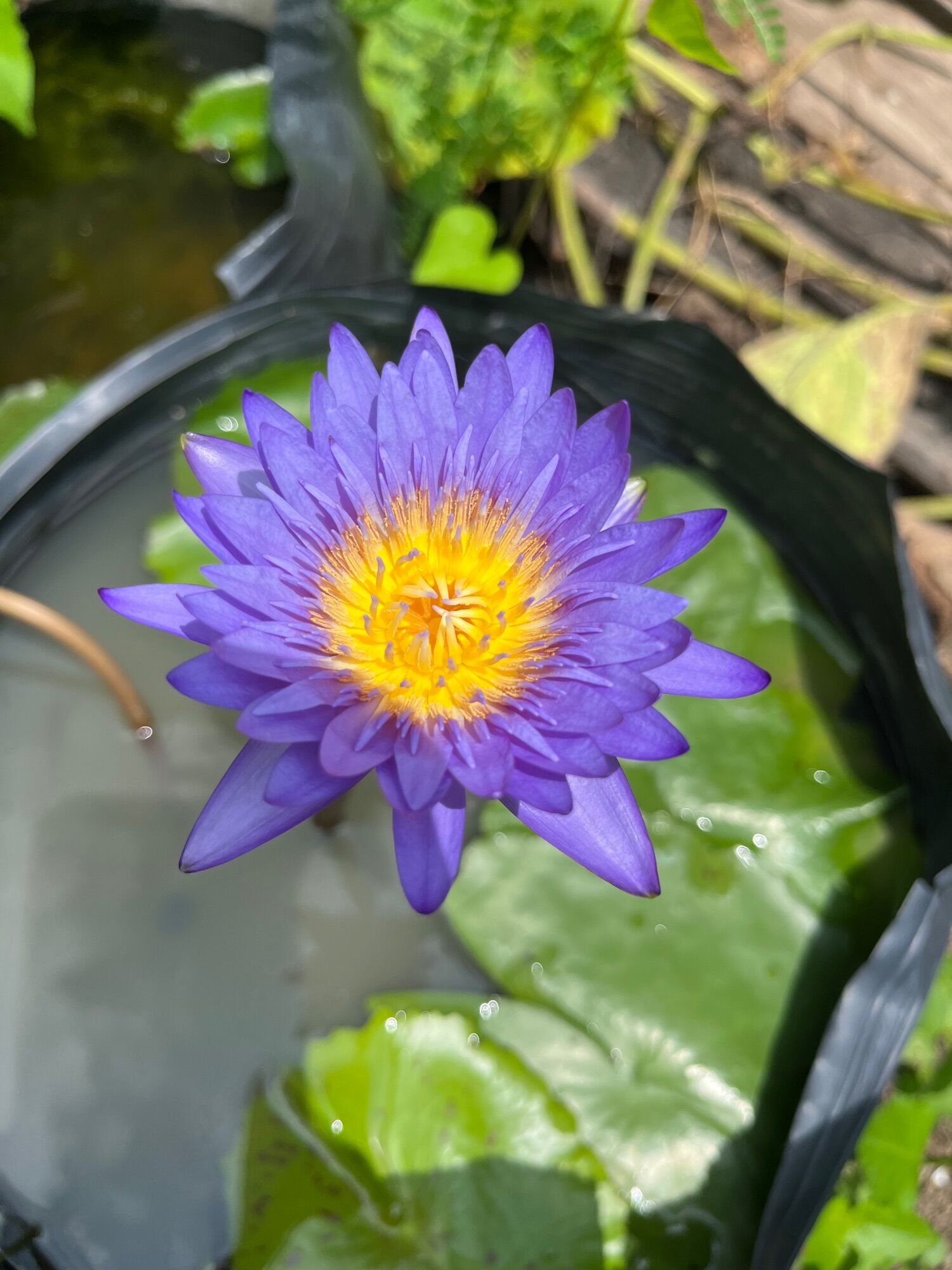 cây giống hoa súng tím bán kép