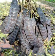 Bồ kết khô xông phòng- gội đầu 300gam