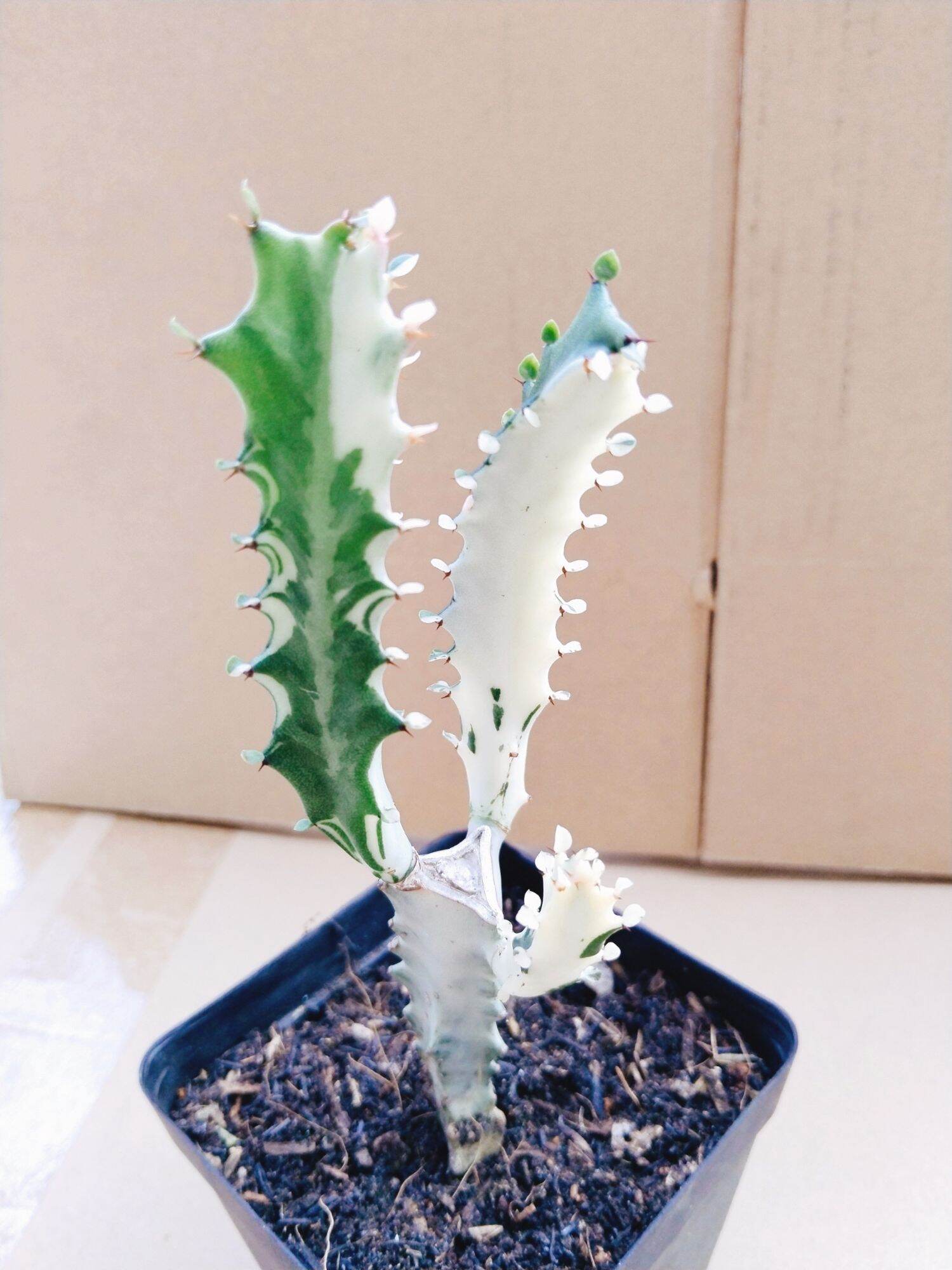 Xương rồng euphoria var trắng