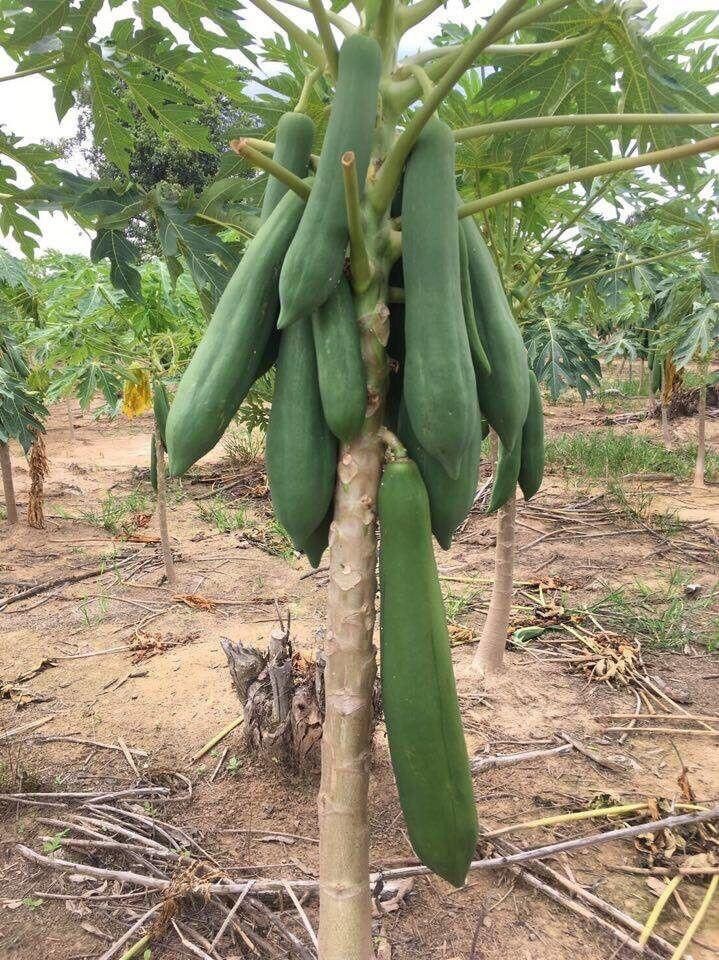 HẠT GIỐNG ĐU ĐỦ SIÊU DÀI THÁI LAN