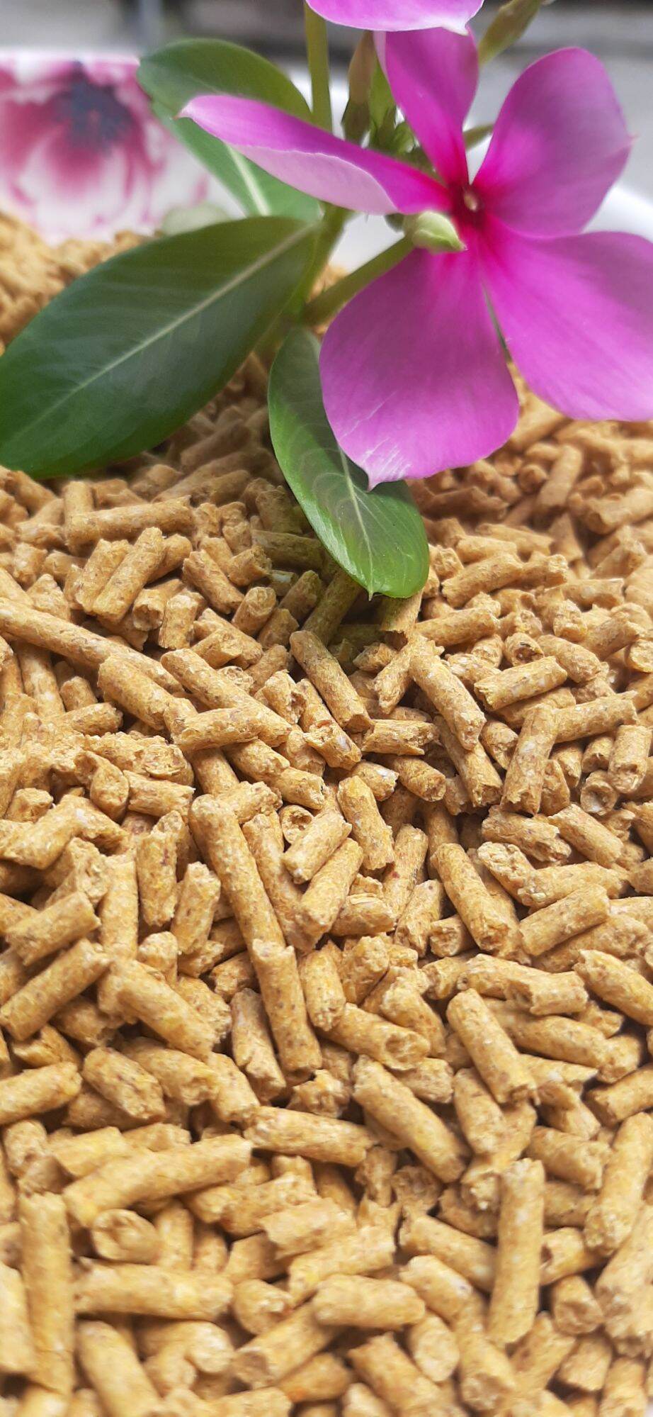 [HCM]   1kg thức ăn cho Thỏ , Bọ Ú vv. mua 4kg tặng 1 hủ muối tây ninh 100g