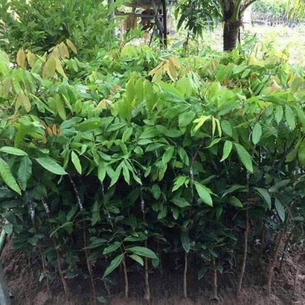 CÂY GIỐNG NHÃN LÙN KHÔNG HẠT SIÊU SỚM