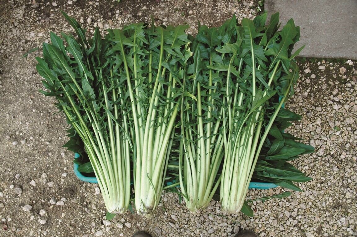 300 HẠT GIỐNG BỒ CÔNG ANH Ý XANH