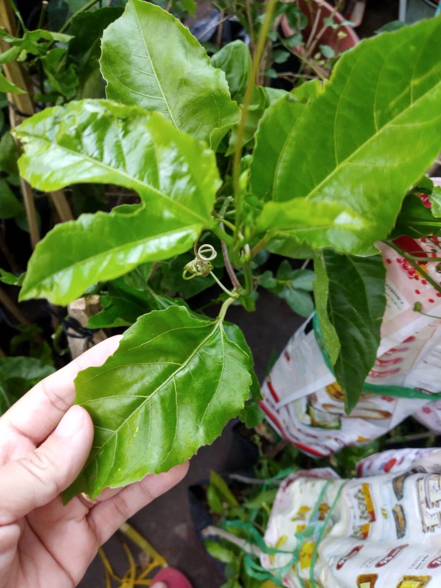 Cây giống Chanh leo vàng ngọt