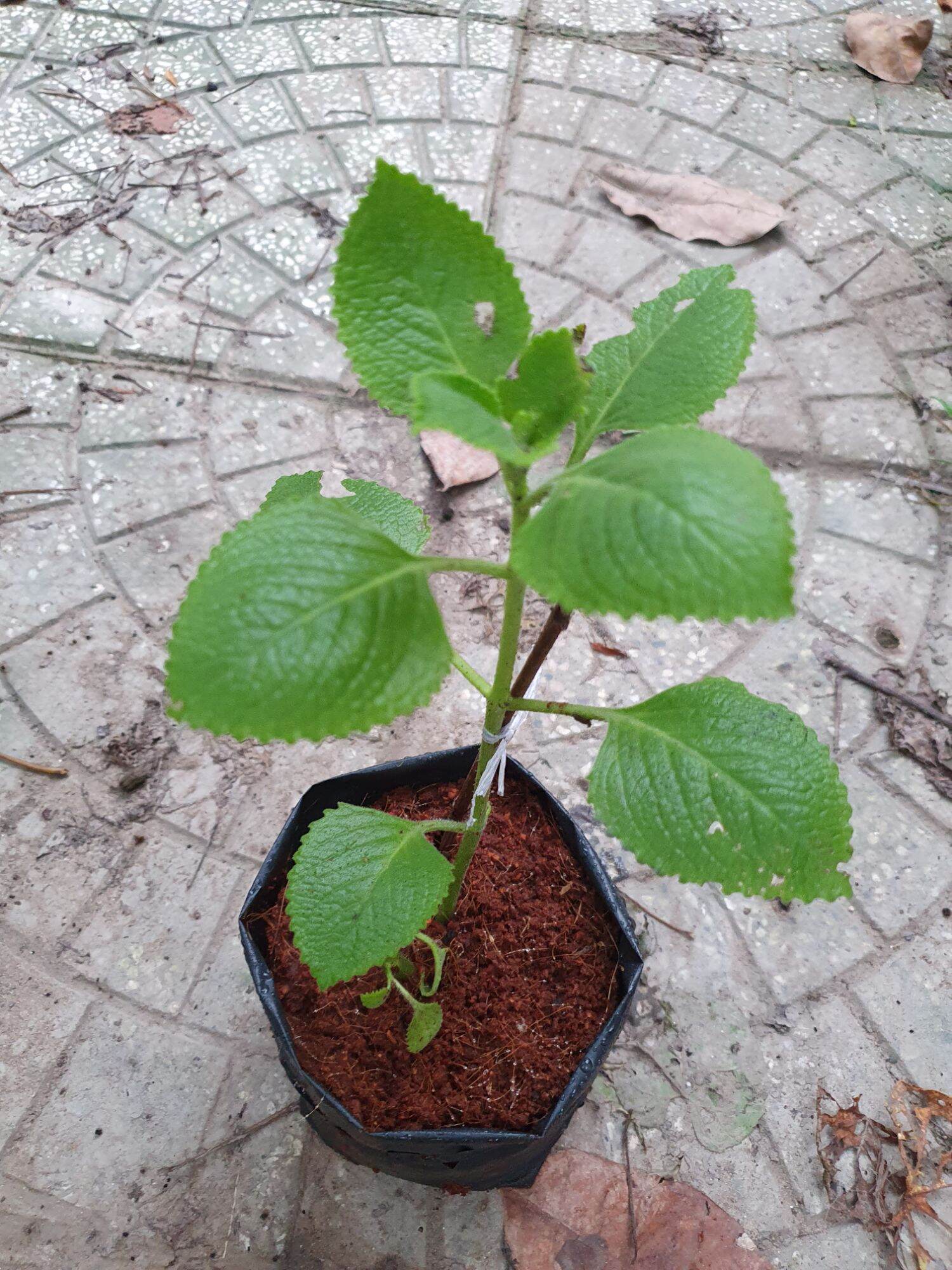 rau tần dày lá 1 chậu ( cây húng chanh)