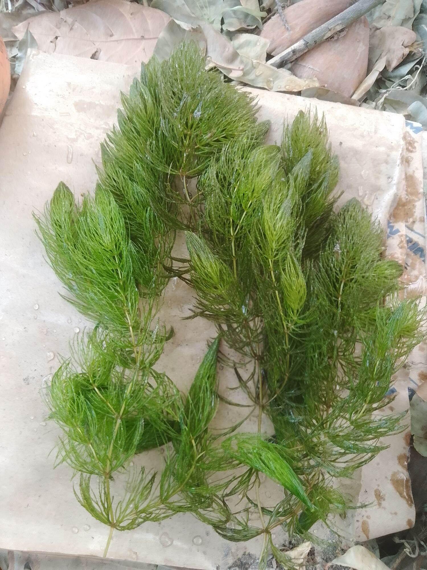 ComBo 10 Nhánh Rong Đuôi Chồn Thủy Sinh