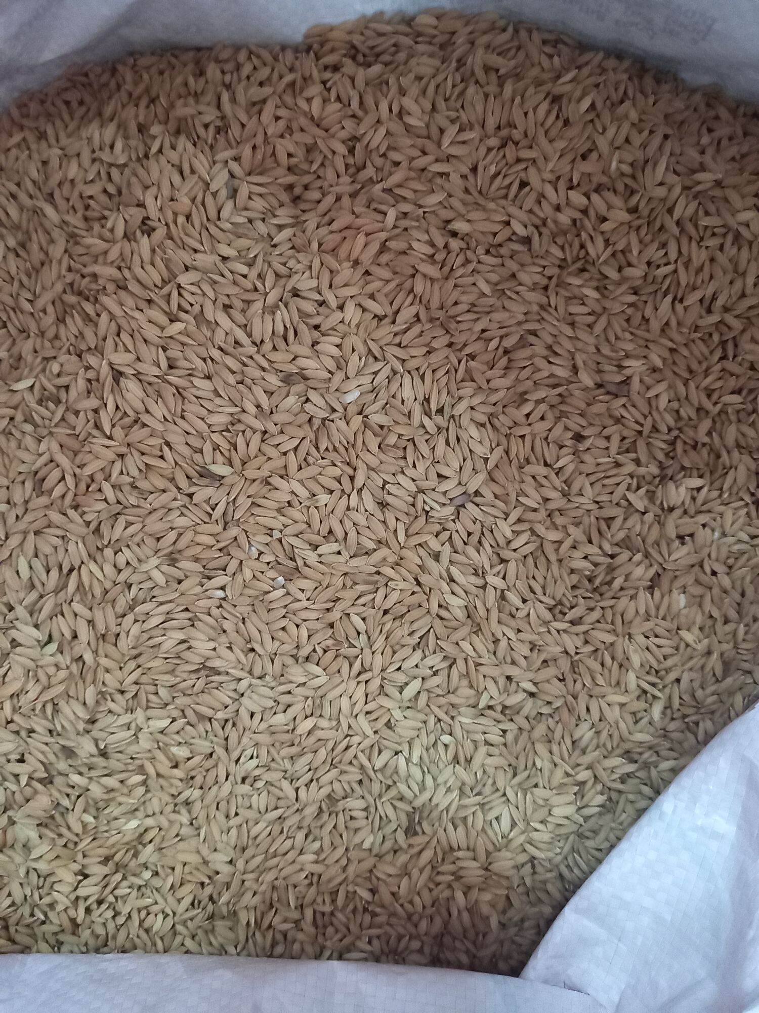 lúa, thóc cho gà kiểng, chim kiểng 1 kí