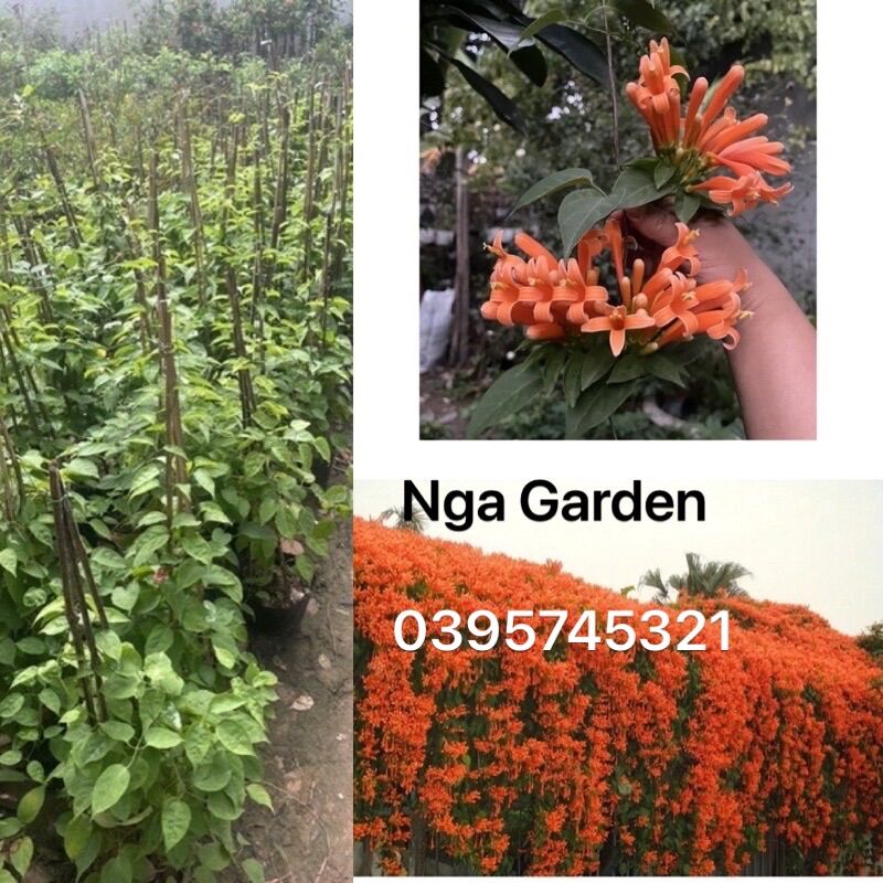 Cây chùm ớt hoặc rạng đông leo giàn hoa đẹp nở Tết