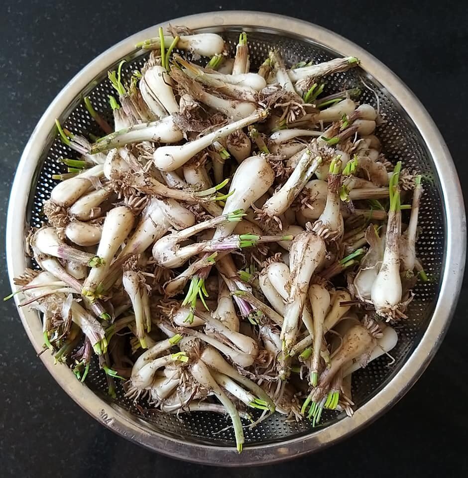 Hue Tubers Delicious Quality 1kg