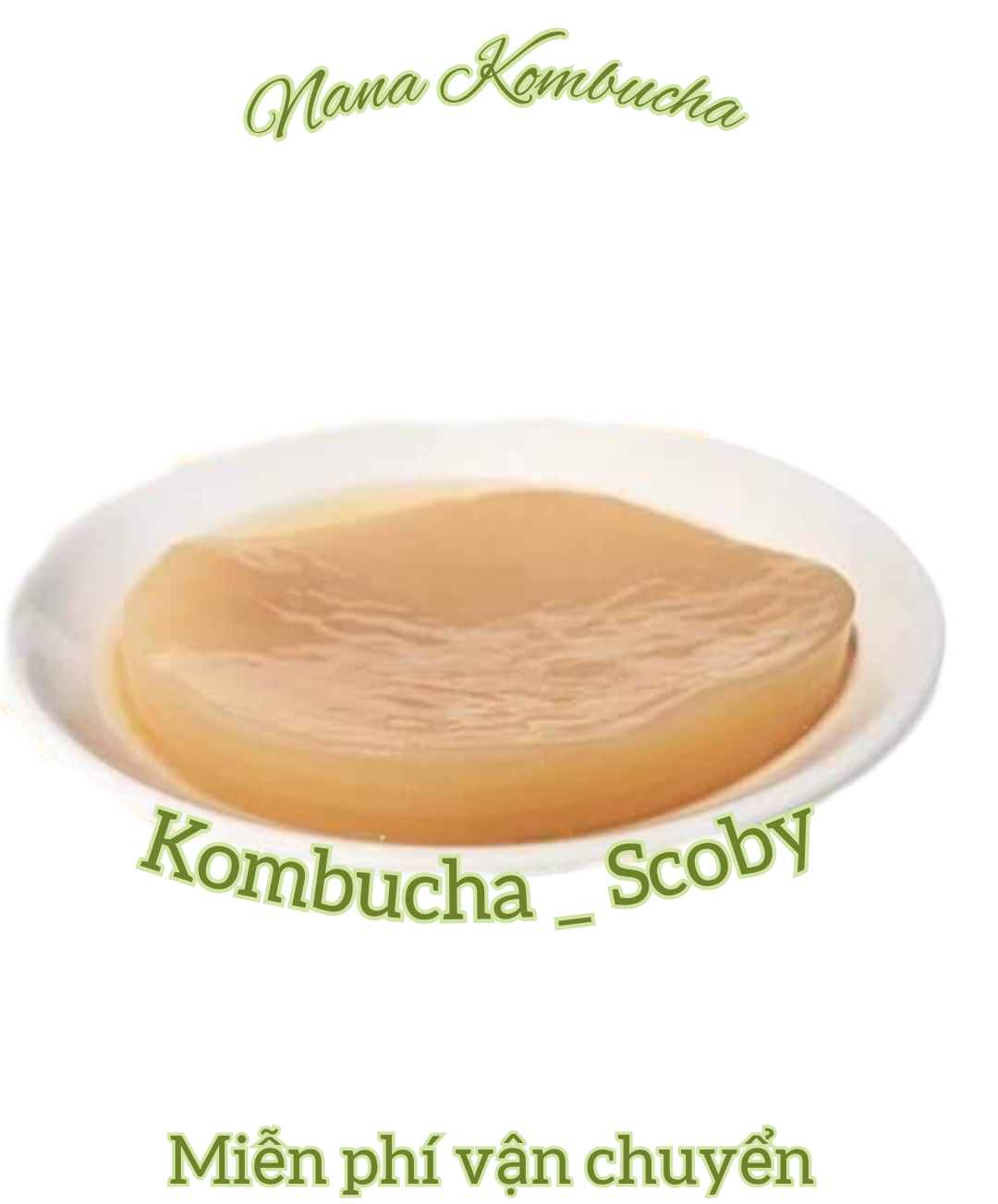 Nấm Scoby/Kombucha Kèm Nước Mồi Loại Mỏng Hướng Dẫn Chi Tiết