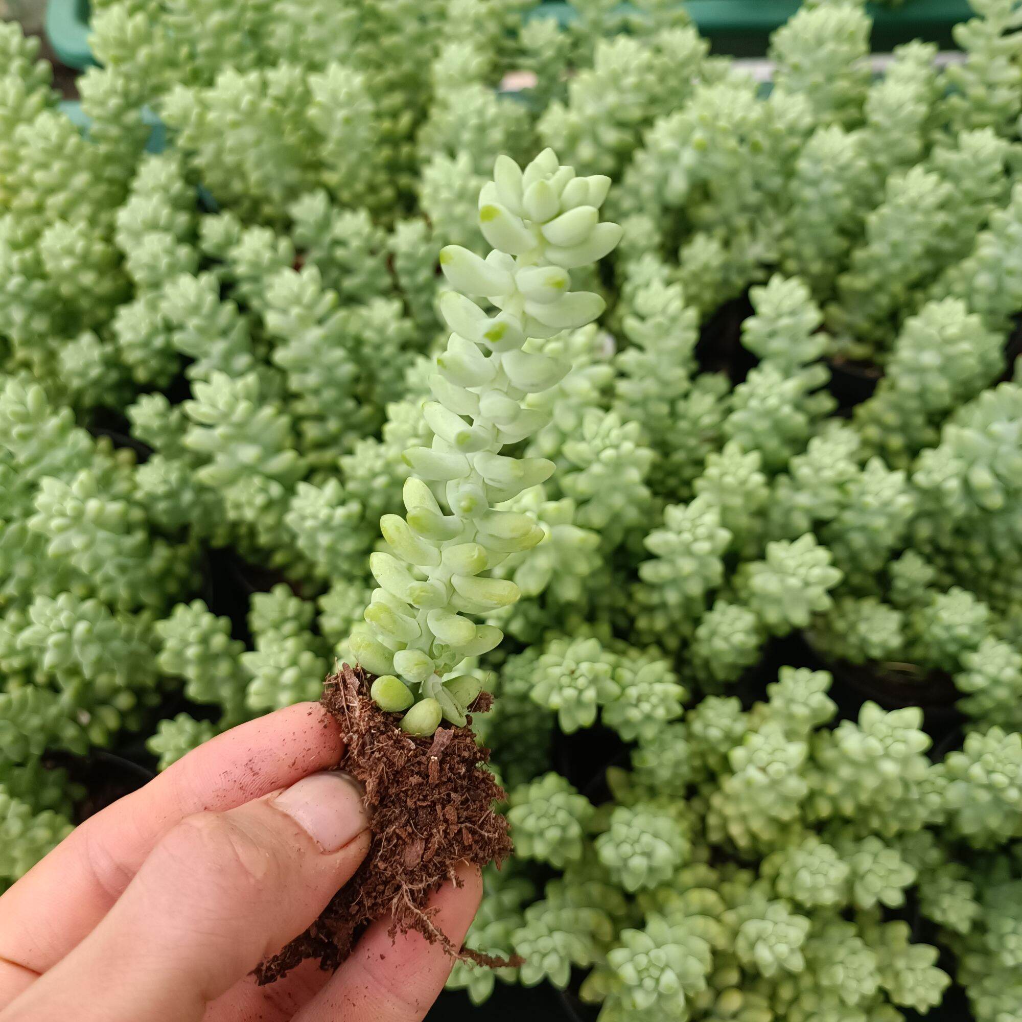 Sale Sen Đá Chuỗi Ngọc 1 Cây.