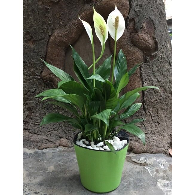 CHẬU TỰ DƯỠNG THÔNG MINH: Trồng cây nội thất để bàn, tự tưới thẩm thấu, có phao báo nước, nhựa ABS cao cấp an toàn, 3 màu lựa chọn