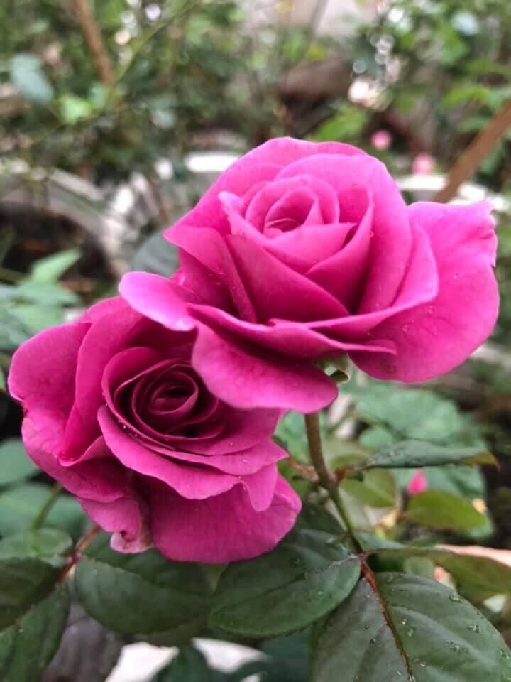 Hoa hồng ngoại tezza tím rose