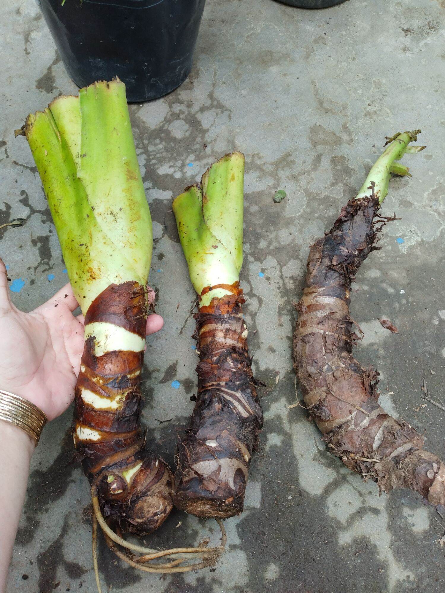 Củ cây Ráy Voi