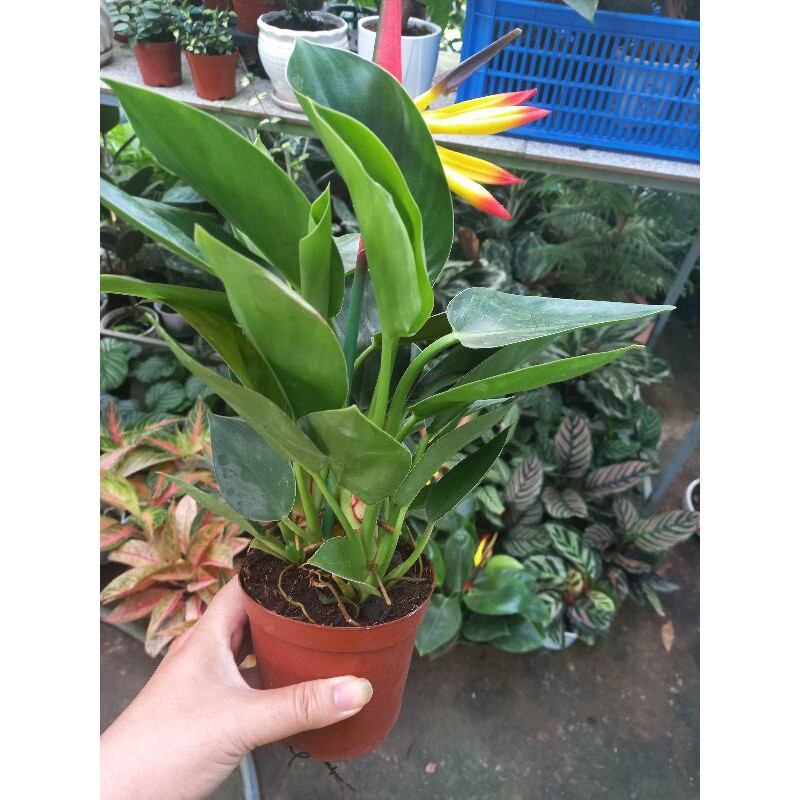 Cây Đế Vương Xanh
