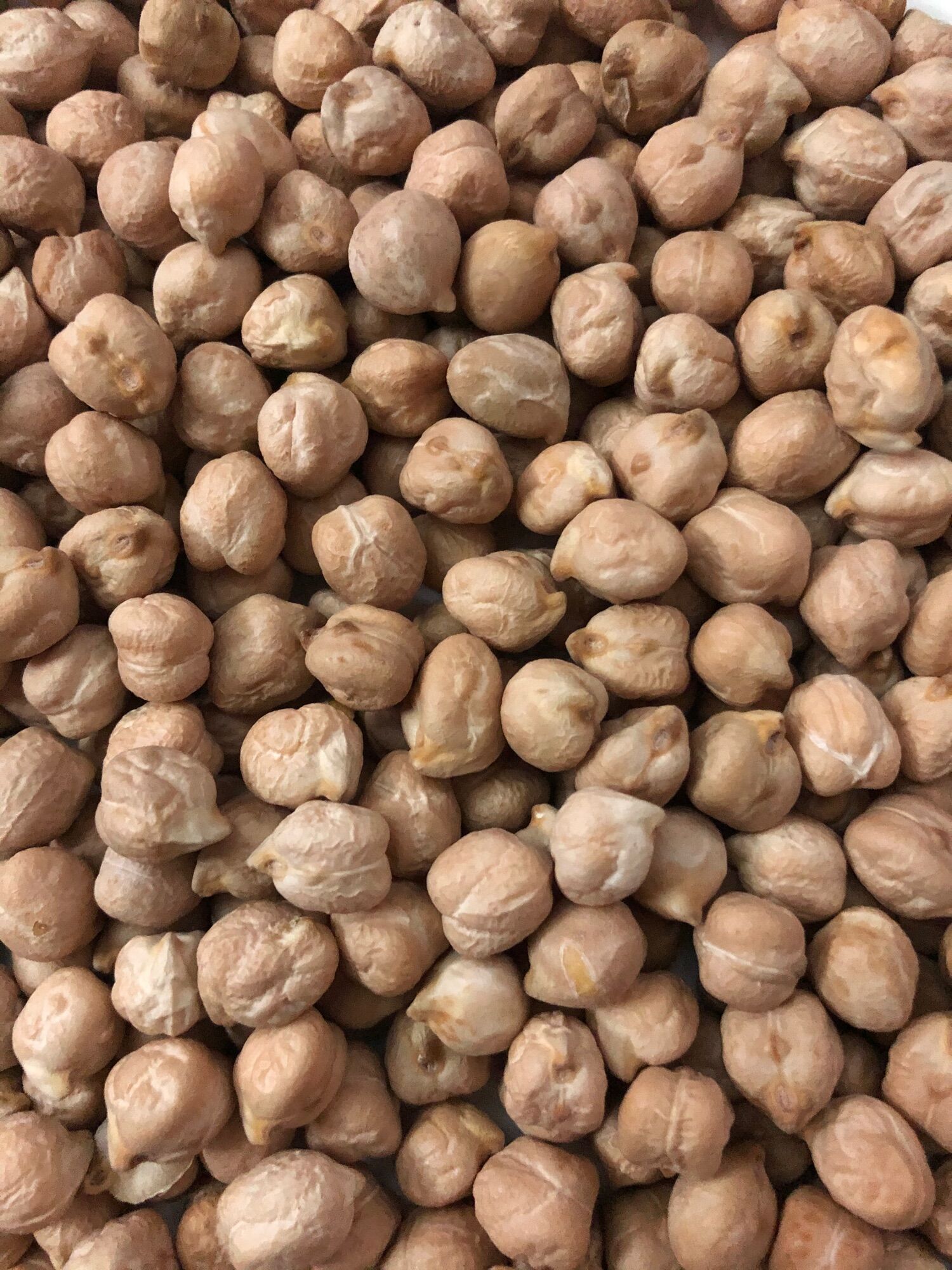Hạt đậu gà Argentina Size 9mm
