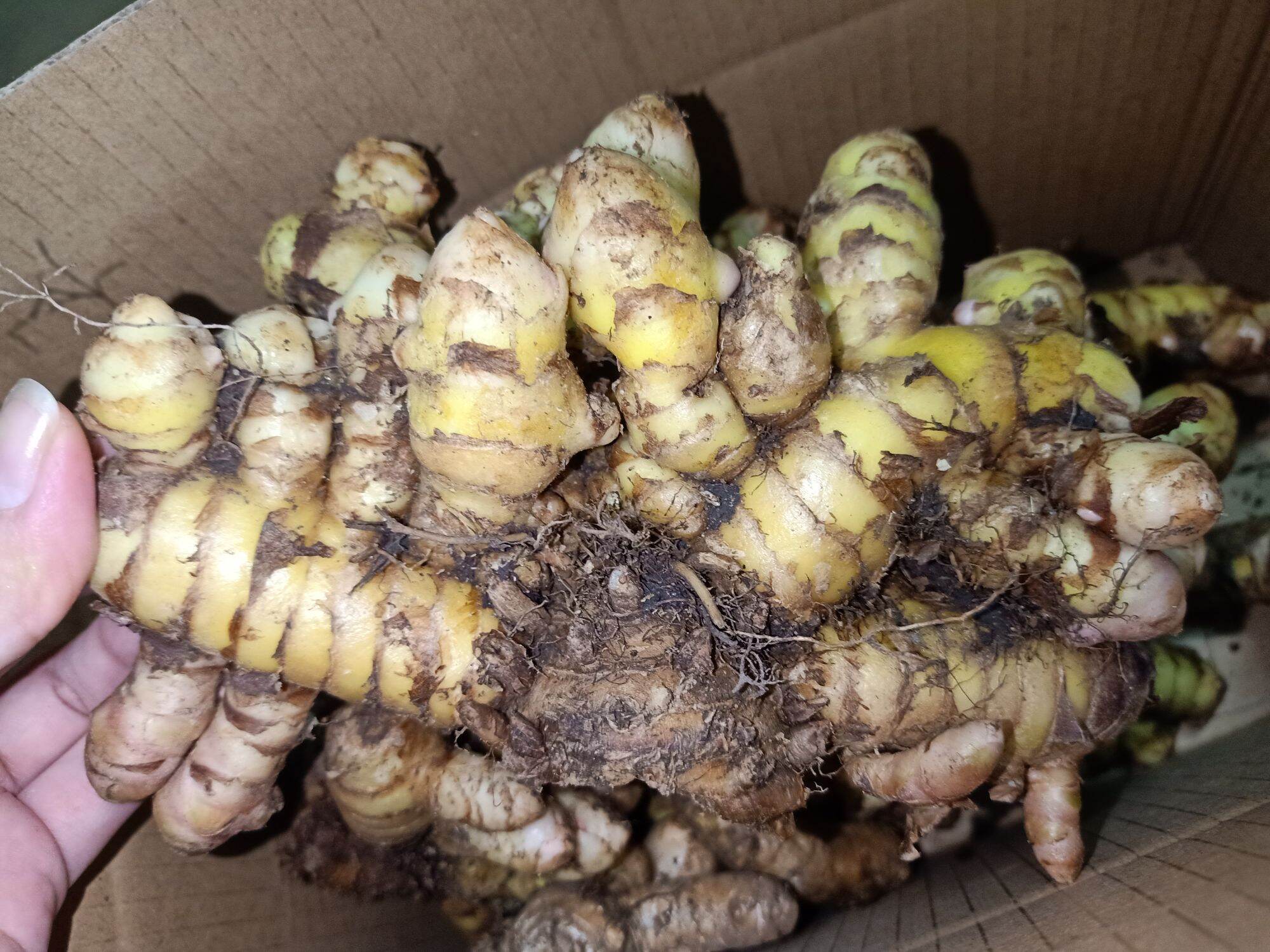 1Kg Nghệ Xanh Đào Rừng chắc lọi