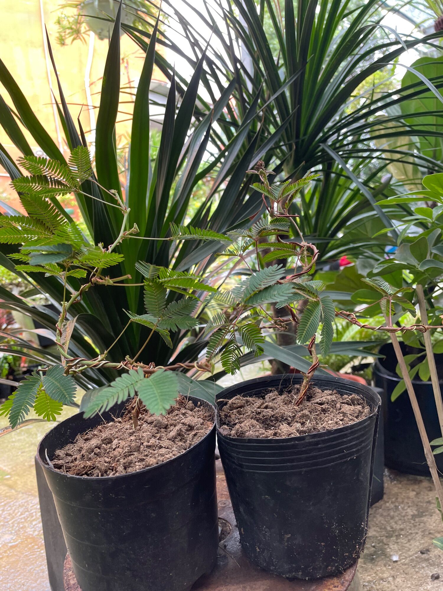 Cây Trinh nữ bonsai mini (cây xấu hổ)