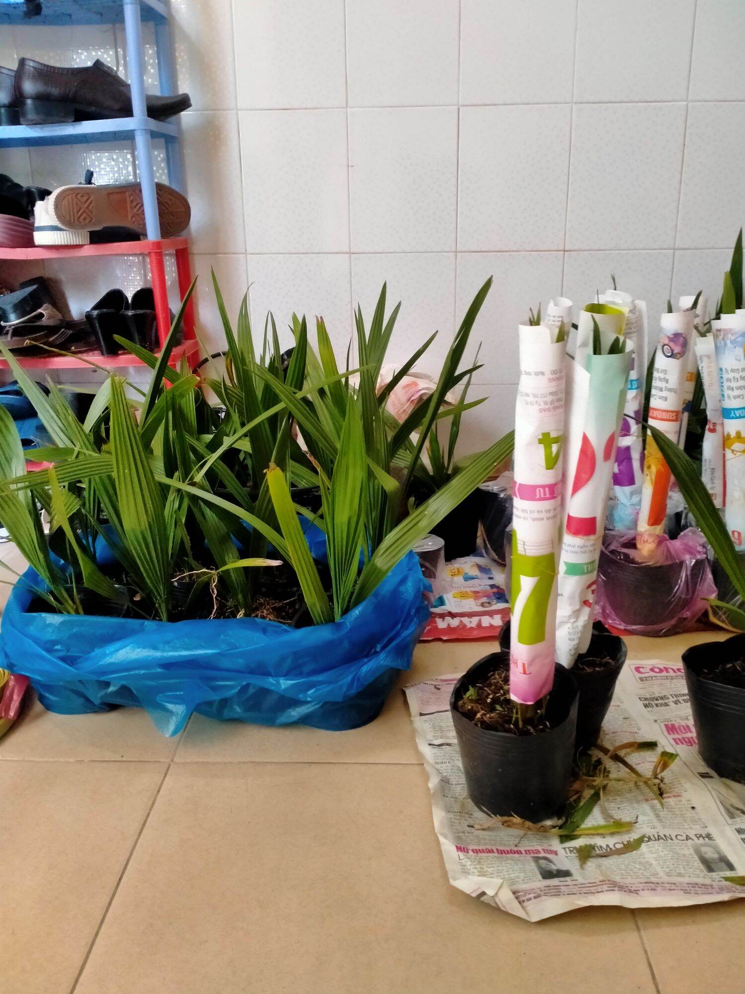 Combo 5 cây chà là giống Thái lan