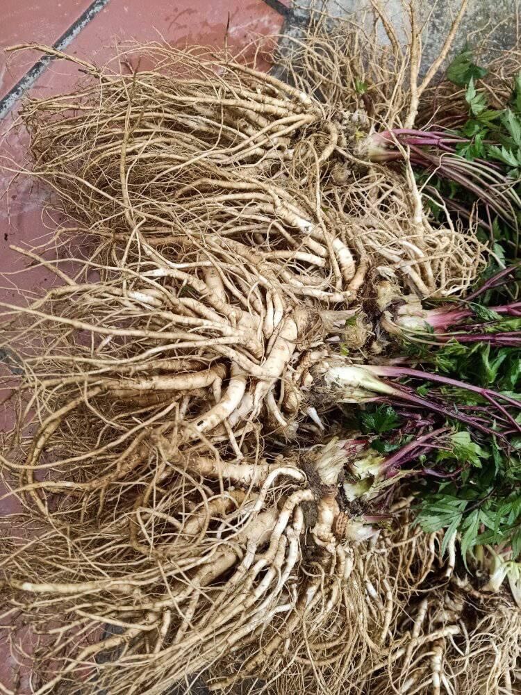 Sâm đương quy tươi Sìn Hồ Lai (120k/kg)
