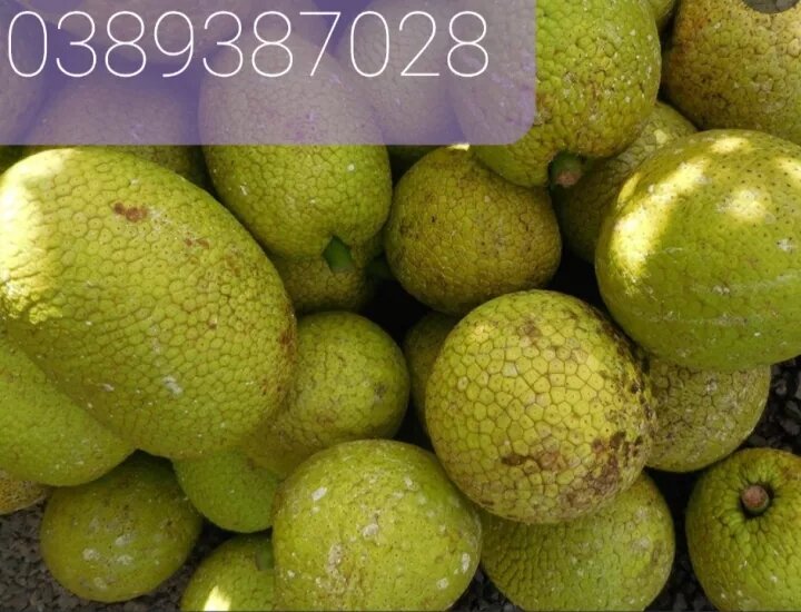 Quả sa kê,3kg