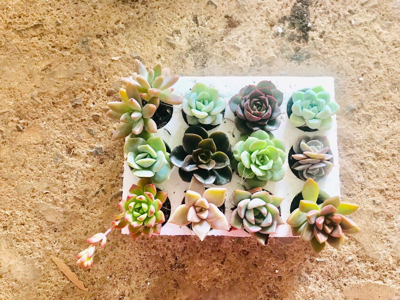 Combo 12 cây sen đá mini ngẫu nhiên