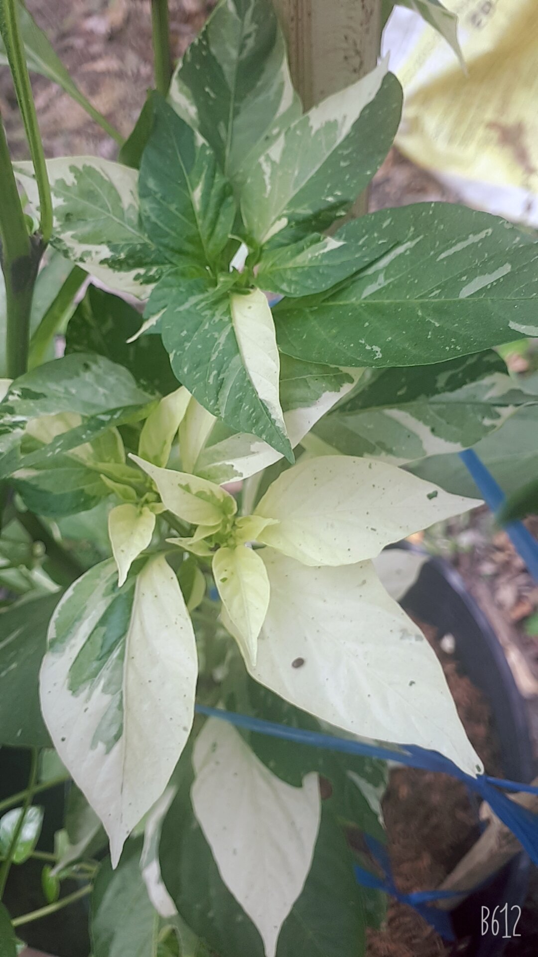 5 HẠT GIỐNG ỚT CẦU VỒNG CHÂU PHI( ỚT CẨM THẠCH) ( FISH PEPPER)