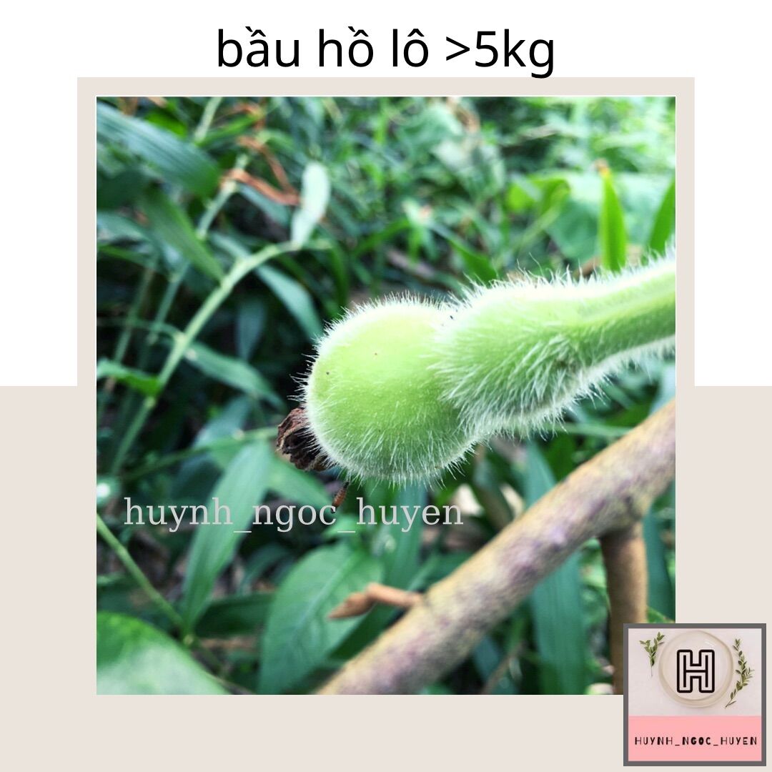 Hạt giống bầu hồ lô khổng lồ