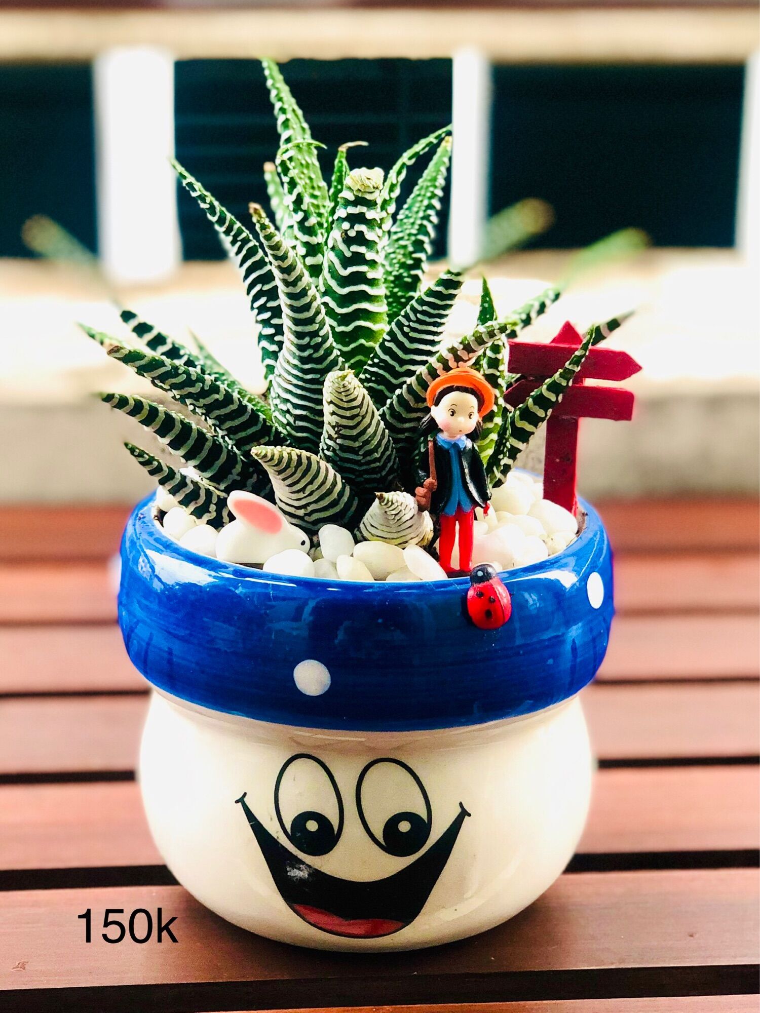 Chậu tiểu cảnh để bàn