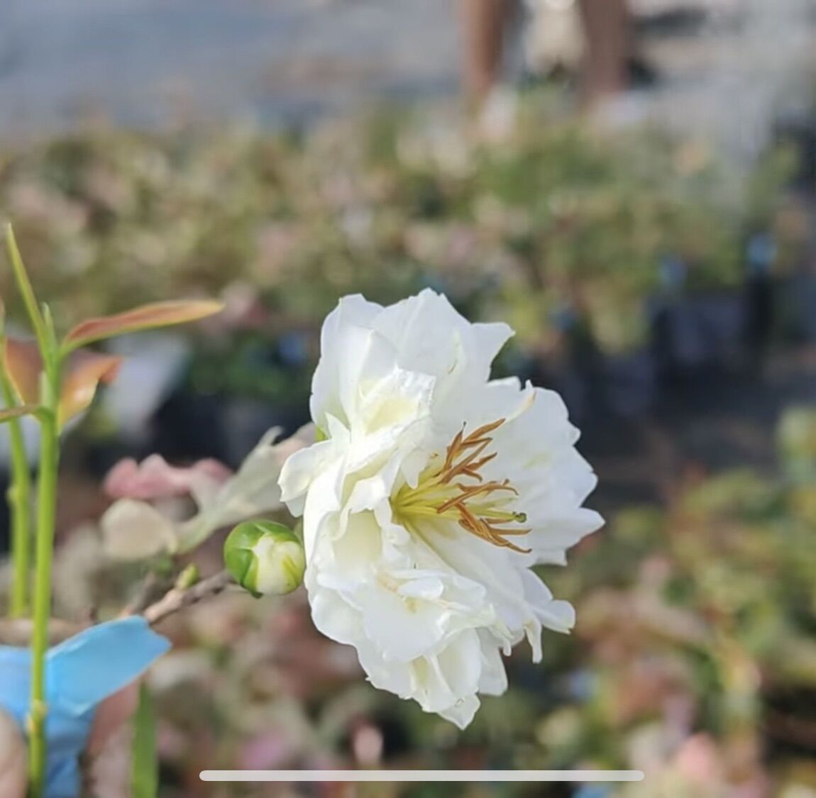 CÚC BẠCH MAI cây mai vàng đột biến (giống siêu hiếm, nên sưu tầm)