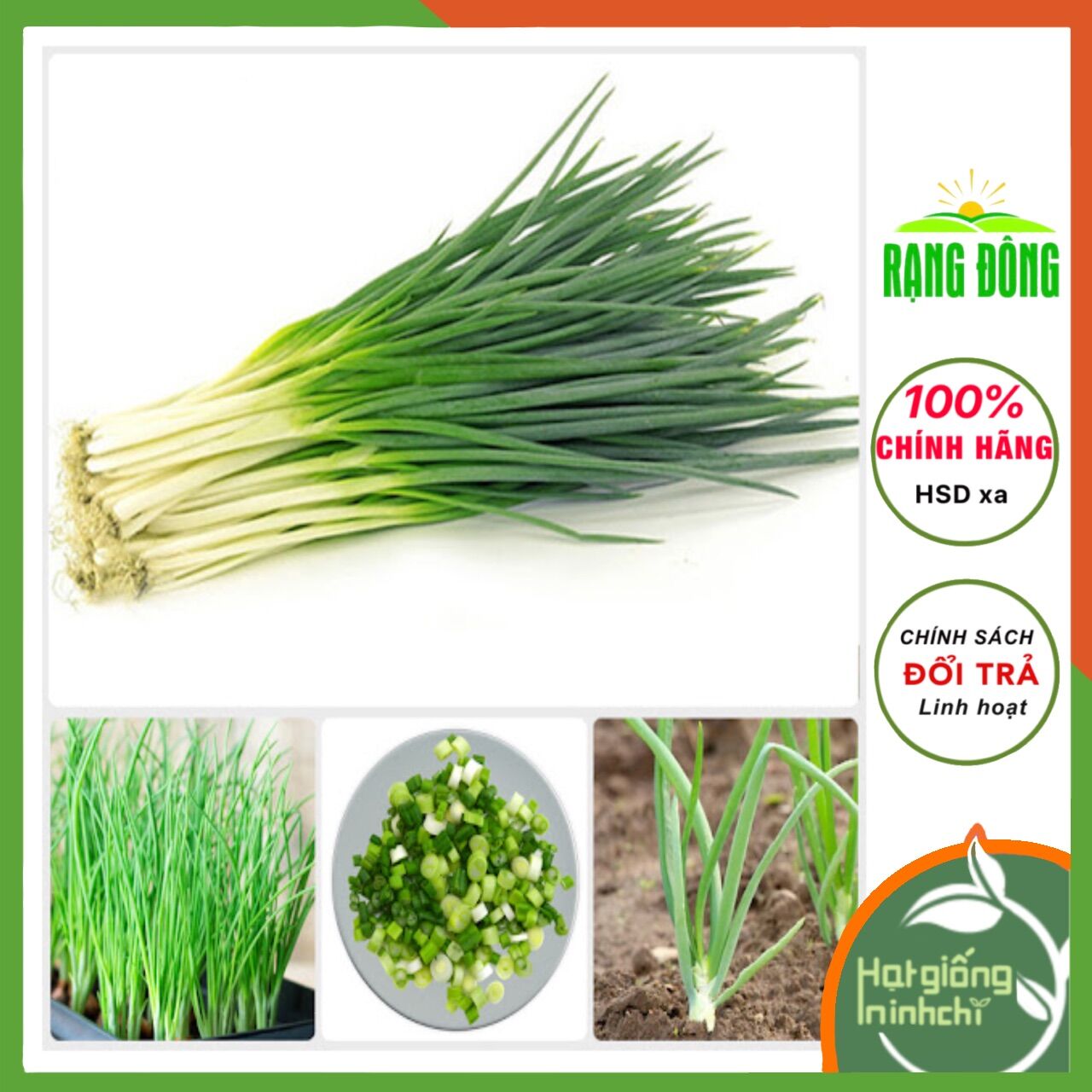 Hạt giống hành lá - hành hương rado 25 | giống khoẻ, tỉ lệ nảy mầm đến 90%