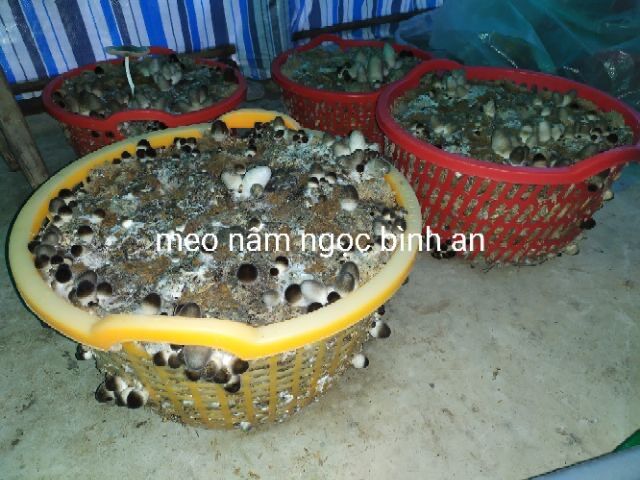 Combo 20 bịch meo nấm rơm NGỌC BÌNH AN