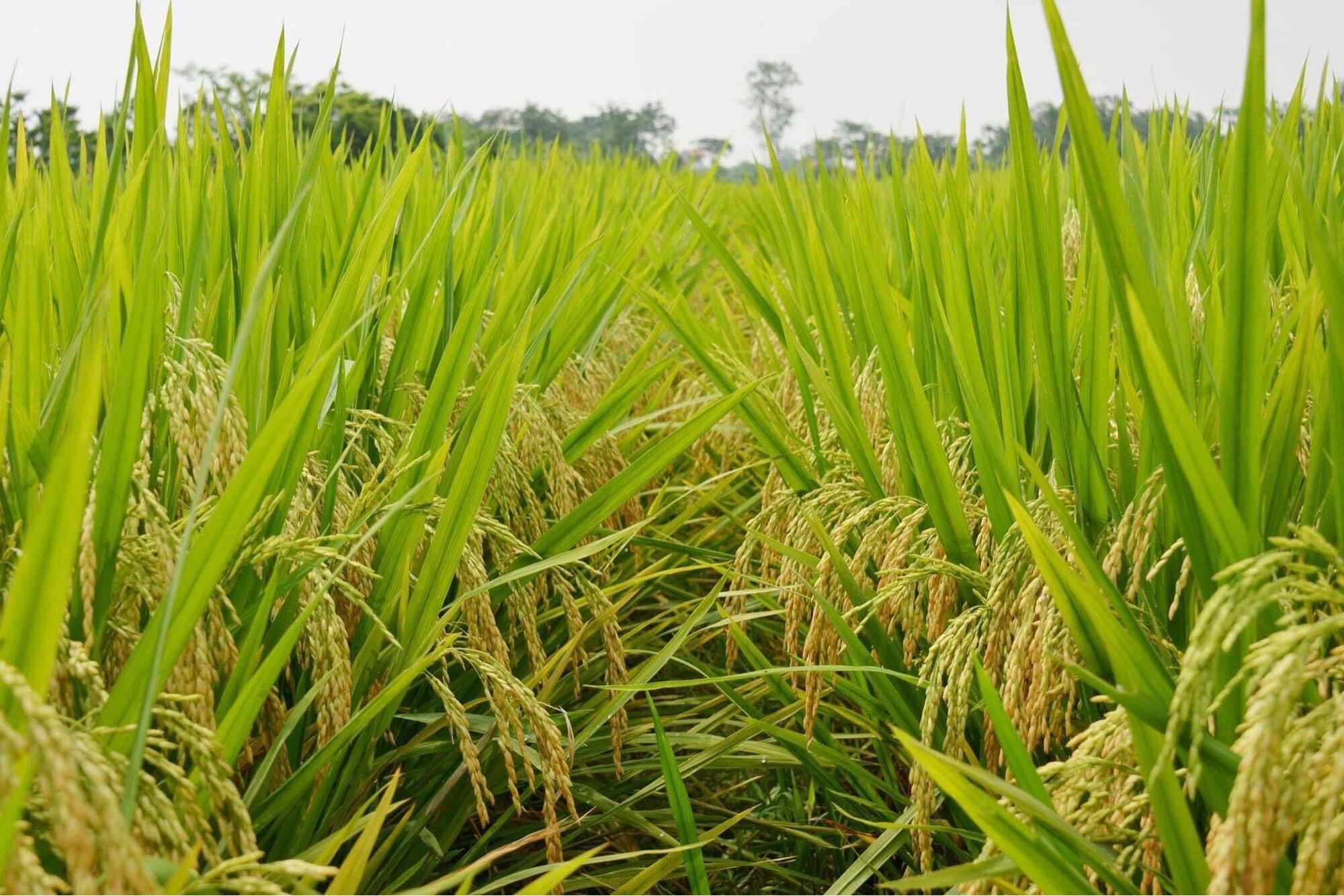 Hợp Trí HK 7-5-44 gói 250g (combo 4 gói 7.5.44 250gr)