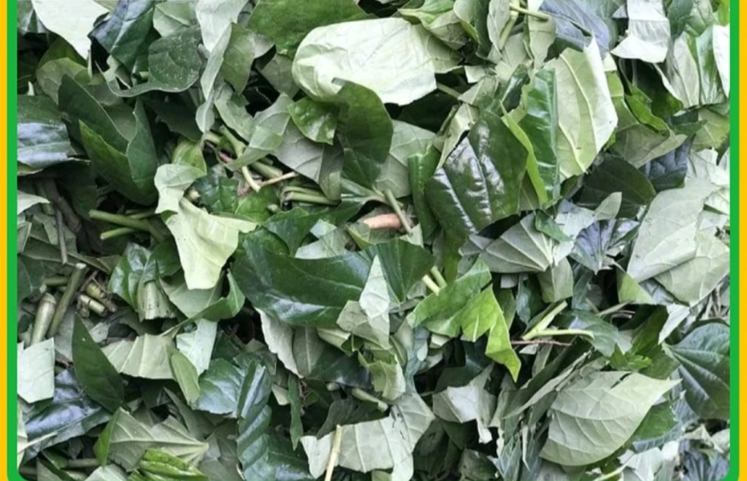 1 Ký Lá Lốt Khô ( cắt  5 đến 6cm )