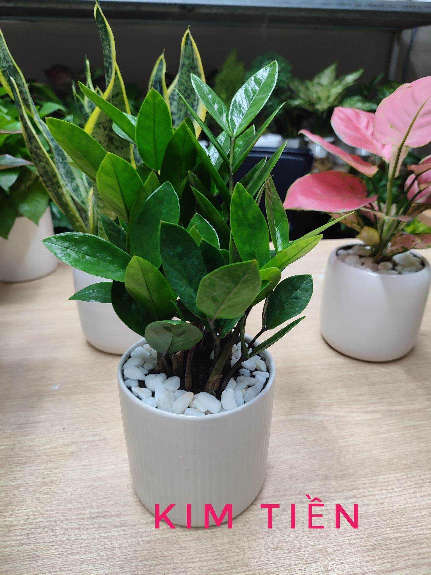 Cây kim tiền chậu sứ trụ mang may mắn tài lộc