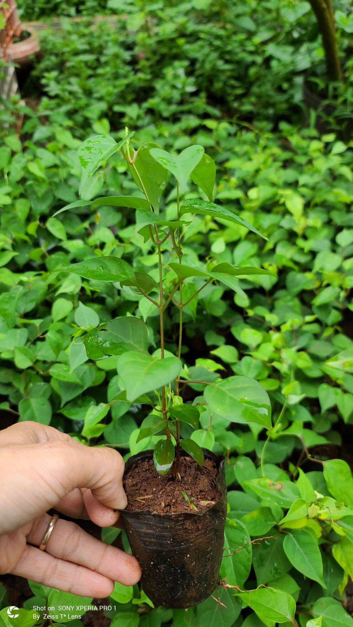 COMBO 3 Cây lá Giang giống.