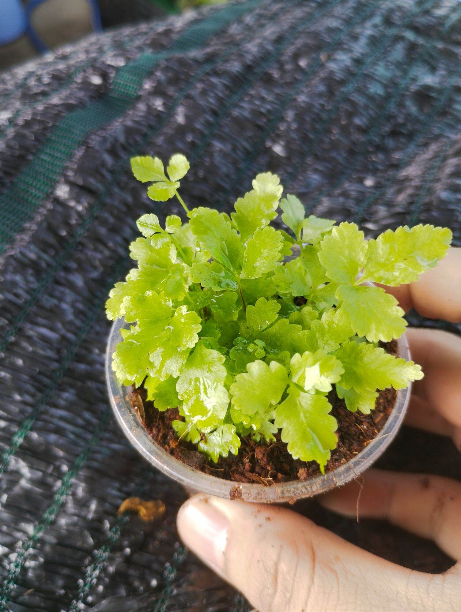 dương sỉ mini xanh
