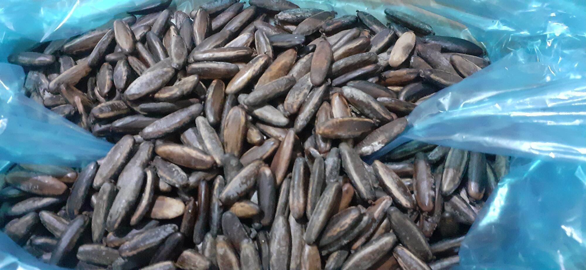 Hạt phượng đỏ (phượng vĩ) giống