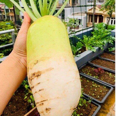Hạt giống củ cải hàn quốc