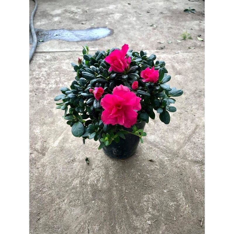 cây giống hoa đỗ quyên